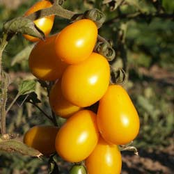'Yellow Pearshapped' Tomato